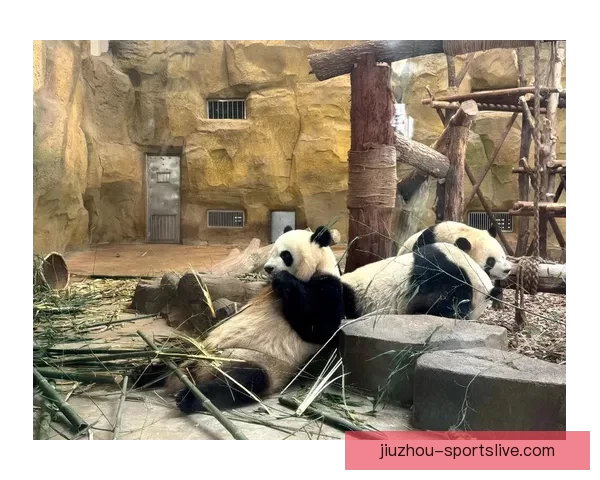 九游平台游戏质量与安全性全面评测解析是否值得信赖